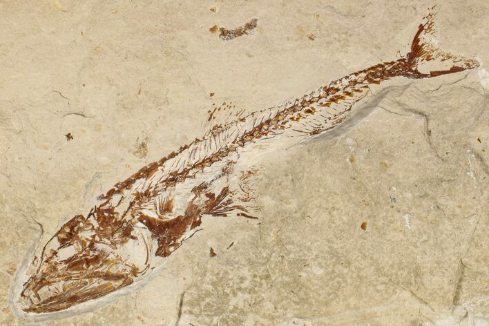 Cretaceous Predatory Fish (Eurypholis) Fossil - Hakel, Lebanon #200283